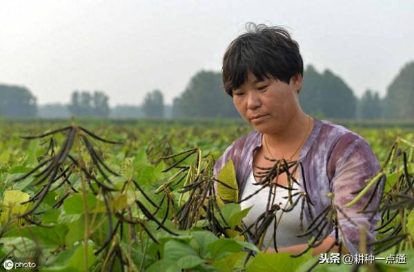 绿豆什么时候种植产量高_https://www.86362.com_花卉_第2张