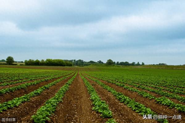 绿豆什么时候种植产量高_https://www.86362.com_花卉_第4张