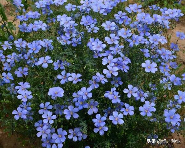 蓝花亚麻什么时候播种_https://www.86362.com_花卉_第2张