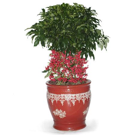 金玉满堂植物怎么养_https://www.86362.com_花卉_第4张