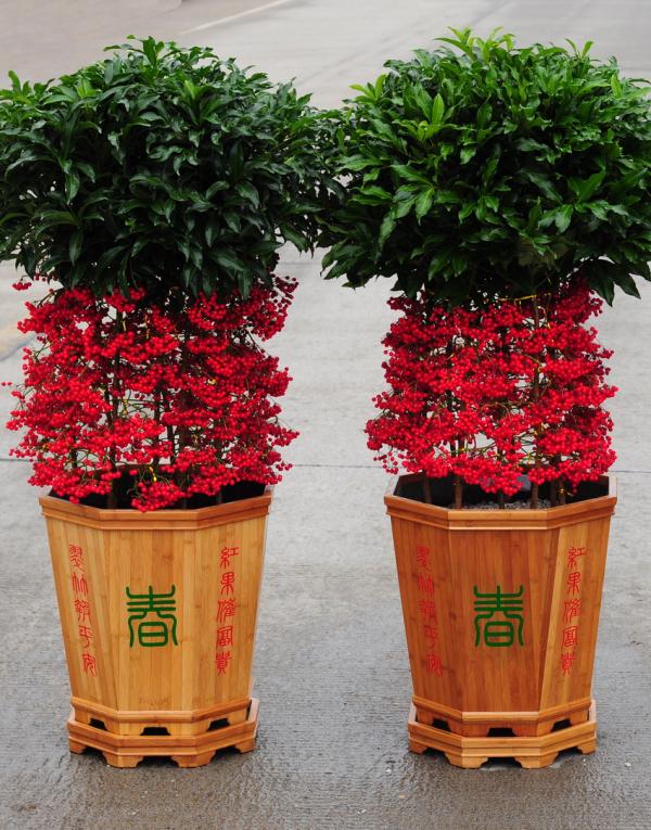 金玉满堂植物怎么养_https://www.86362.com_花卉_第5张