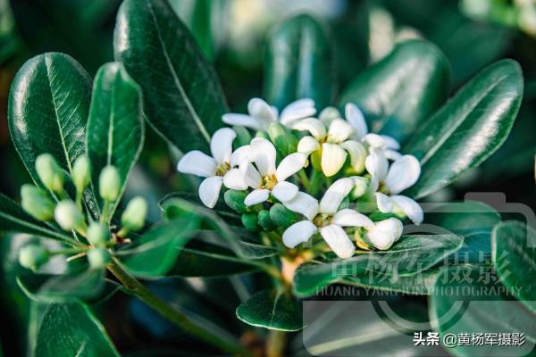 海桐花几月份开花