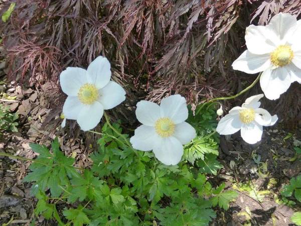 草本花卉有哪些_https://www.86362.com_花卉_第11张