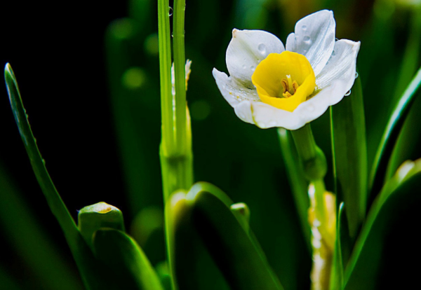 水仙花几点开花时间_https://www.86362.com_花卉_第3张