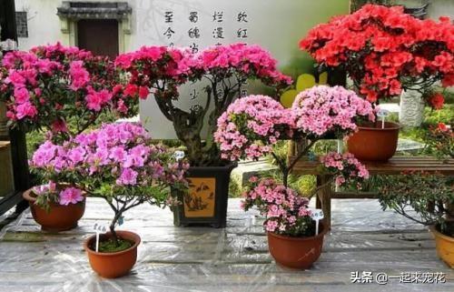 杜鹃花有香味吗_https://www.86362.com_花卉_第2张