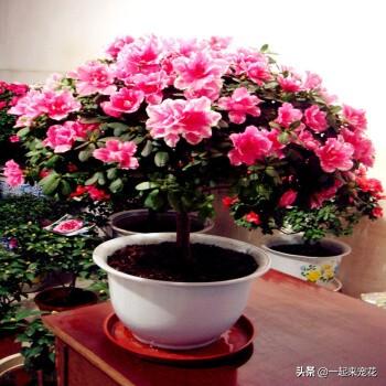 杜鹃花有香味吗_https://www.86362.com_花卉_第3张