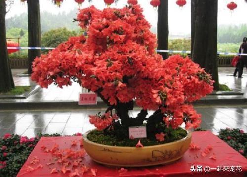 杜鹃花有香味吗_https://www.86362.com_花卉_第4张