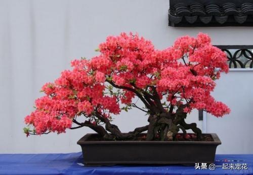 杜鹃花有香味吗_https://www.86362.com_花卉_第6张