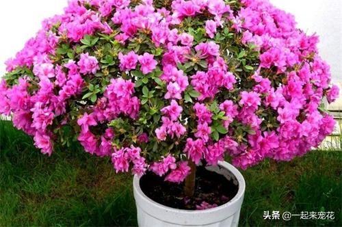 杜鹃花有香味吗_https://www.86362.com_花卉_第7张