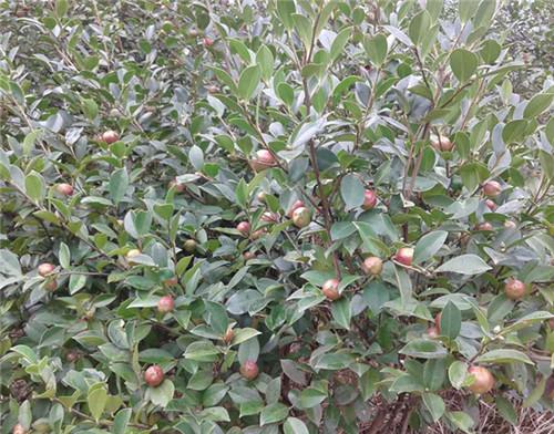 油茶种植前景如何_https://www.86362.com_花卉_第2张