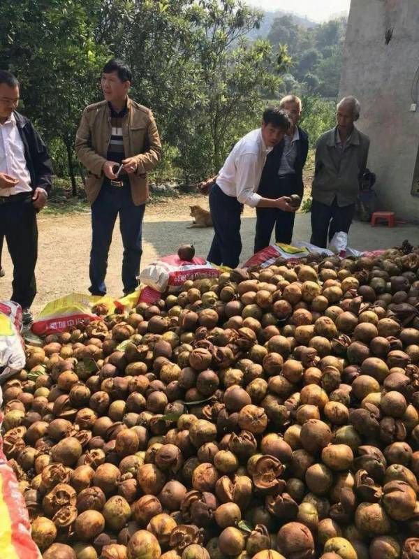 油茶种植前景如何_https://www.86362.com_花卉_第3张