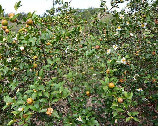 油茶种植前景如何_https://www.86362.com_花卉_第4张