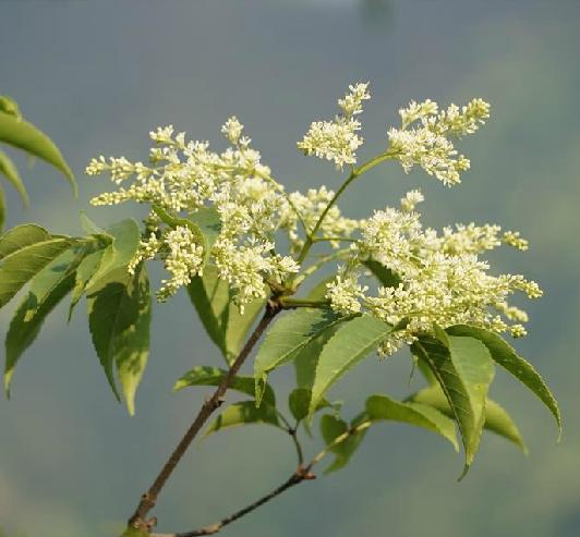 白蜡树什么时候开花结果