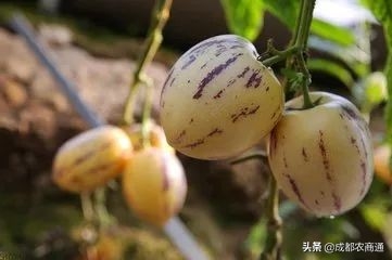 人参果苗几年才结果_https://www.86362.com_花卉_第6张