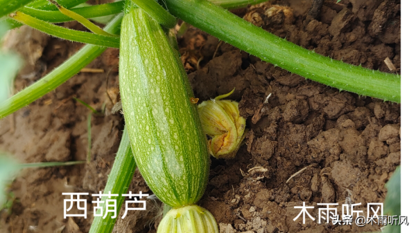 西葫芦怎样管理才能高产_https://www.86362.com_花卉_第1张