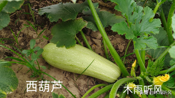 西葫芦怎样管理才能高产_https://www.86362.com_花卉_第2张