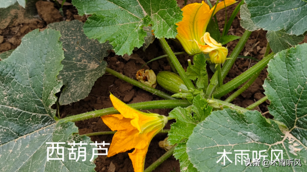 西葫芦怎样管理才能高产_https://www.86362.com_花卉_第3张