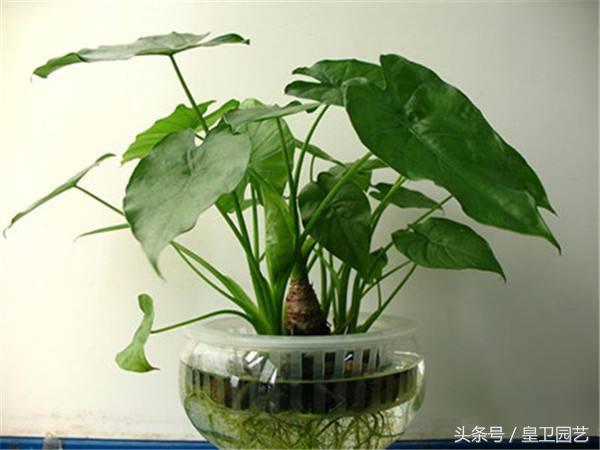 水培滴水观音怎么样才能更茂盛_https://www.86362.com_花卉_第1张