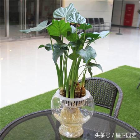 水培滴水观音怎么样才能更茂盛_https://www.86362.com_花卉_第5张