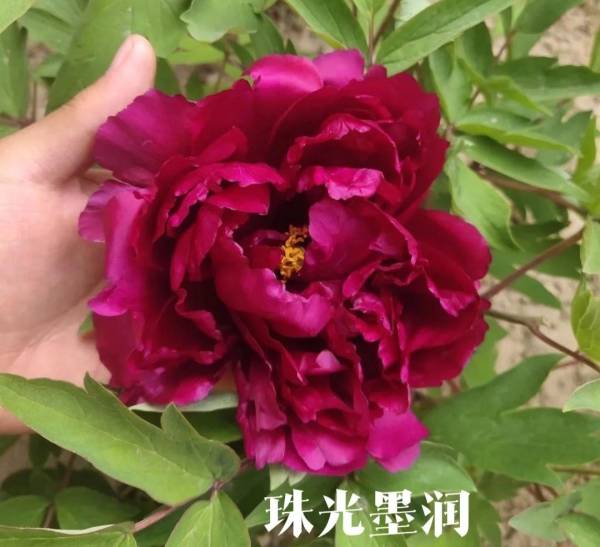 白色牡丹花的寓意和象征_https://www.86362.com_花卉_第20张