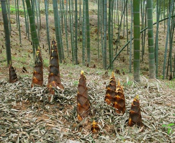 竹子是草本还是木本植物_https://www.86362.com_花卉_第1张