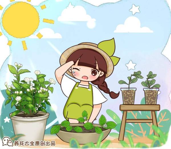 罗汉松的养殖方法_https://www.86362.com_花卉_第1张