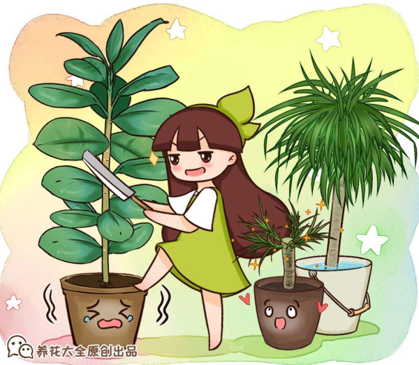 橡皮树怎么养_https://www.86362.com_花卉_第1张