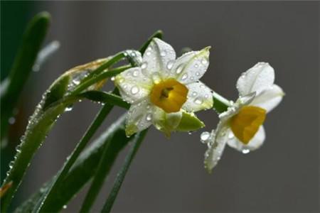 怎样养水仙花_https://www.86362.com_花卉_第4张