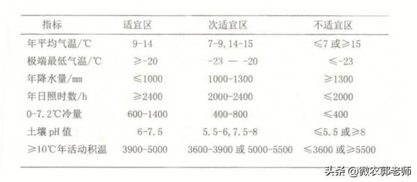 樱桃树栽在什么地方最好_https://www.86362.com_花卉_第3张