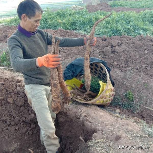 山药怎样种植最简单_https://www.86362.com_花卉_第1张