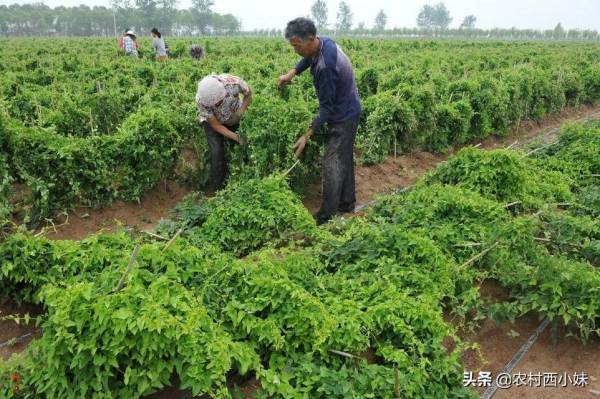 山药怎样种植最简单_https://www.86362.com_花卉_第3张