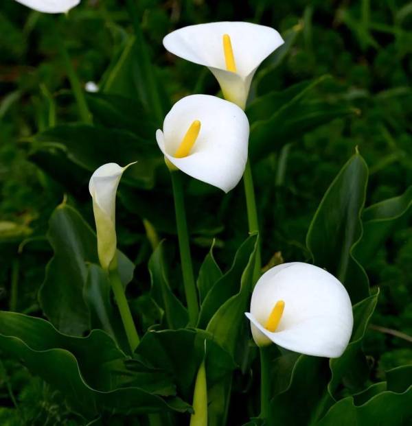 马蹄莲属于什么植物_https://www.86362.com_花卉_第16张