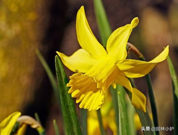 水仙花的种类有哪些_https://www.86362.com_花卉_第6张