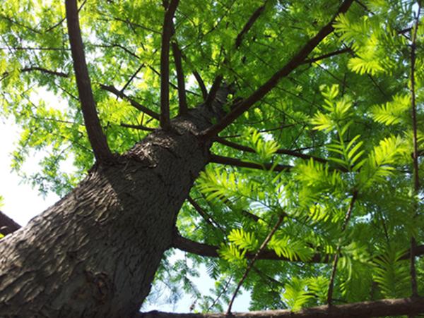 植物活化石有哪些_https://www.86362.com_花卉_第2张