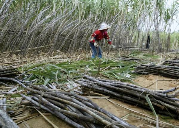 什么时候种植甘蔗最好_https://www.86362.com_花卉_第6张