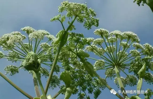 白芷如何种植和管理_https://www.86362.com_花卉_第1张