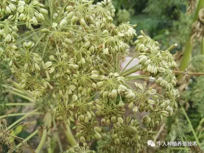 白芷如何种植和管理_https://www.86362.com_花卉_第3张