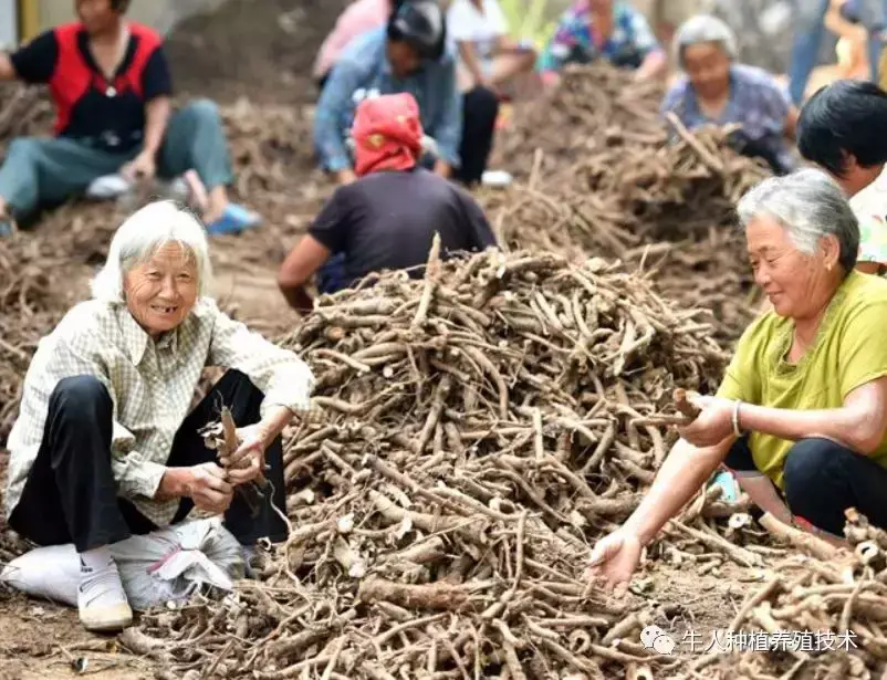 白芷如何种植和管理_https://www.86362.com_花卉_第4张