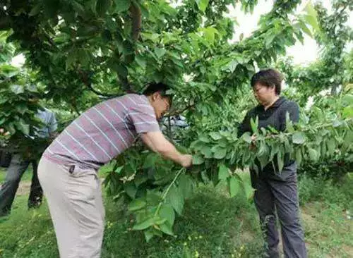 樱桃树怎样修剪