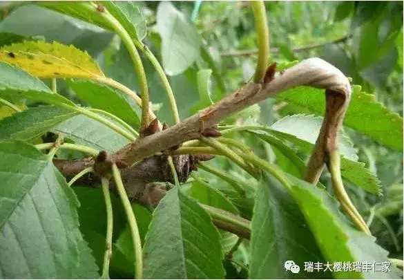 樱桃树怎样修剪_https://www.86362.com_花卉_第3张