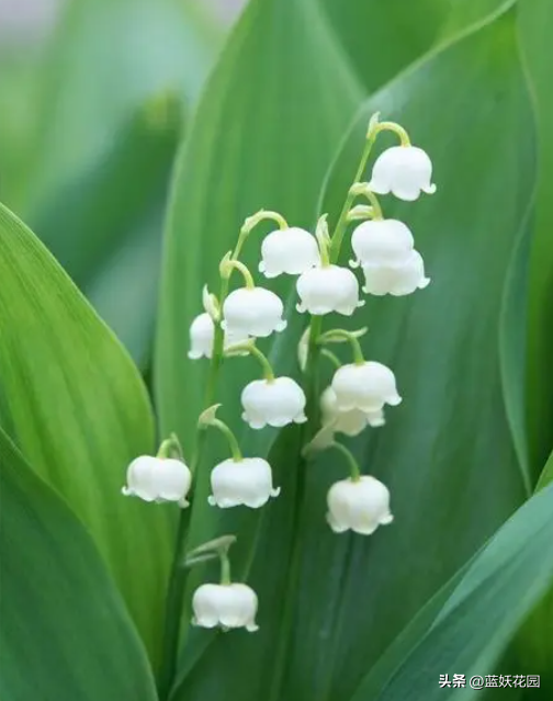 铃兰花的花语_https://www.86362.com_花语_第4张