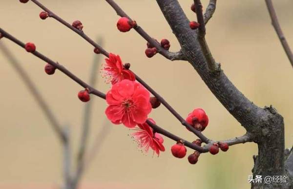 梅花是什么季节开的_https://www.86362.com_花卉_第2张