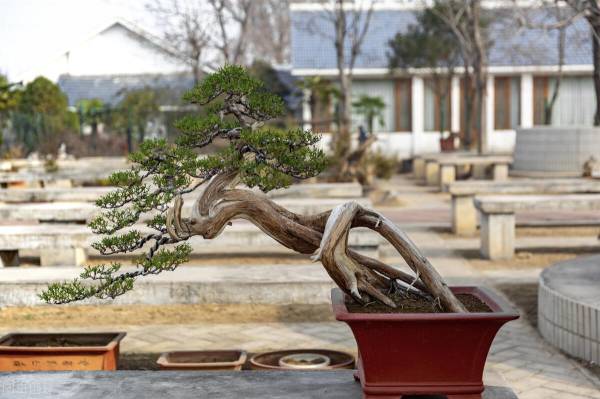 室内盆景树种大全_https://www.86362.com_花卉_第1张