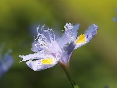 茑尾花怎样栽培_https://www.86362.com_花卉_第3张