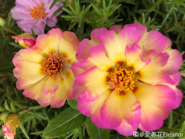 秋冬太阳花怎么养_https://www.86362.com_花卉_第7张