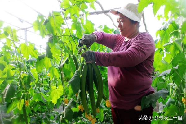 六月份能种什么蔬菜_https://www.86362.com_花卉_第2张