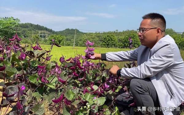 六月份能种什么蔬菜_https://www.86362.com_花卉_第8张