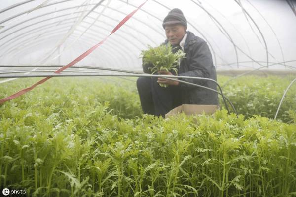 茼蒿怎么种植容易发芽_https://www.86362.com_花卉_第2张