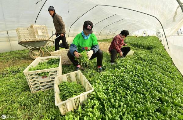 茼蒿怎么种植容易发芽_https://www.86362.com_花卉_第3张