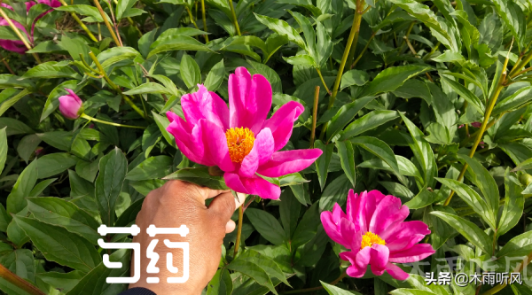 芍药怎样种植和养护